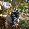 Vendemmia, buona qualità ma quantità contenuta