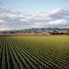 Agricoltura e biodiversità, un piccolo passo verso la neutralità carbonica